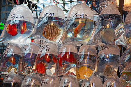 鱼市场展示爱好橙子水族馆盐水宠物金鱼热带游乐场塑料图片
