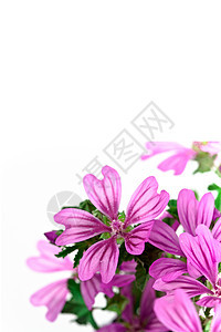 野生紫紫花花多样性花瓣紫丁香粉色按钮季节性花束绿色紫色念日图片