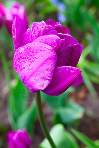 图利页草地花束场地农业郁金香花瓣植物群灯泡园艺花园图片