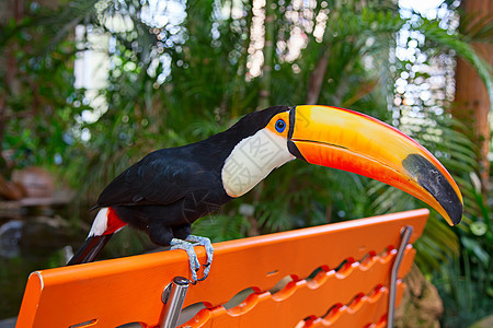 色彩多彩的土瓜旅游橙子鸟舍羽毛场景野生动物荒野气候花园蓝色图片