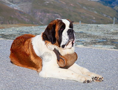 圣伯纳德狗犬类天空顶峰救援爬坡草地动物岩石悬崖朋友图片