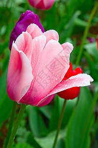 图利页公园灯泡草地植物群农业郁金香花园季节场地花束图片