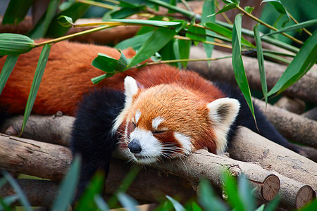 红熊猫 火狐富根森林生物树干公园动物竹子哺乳动物叶子毛皮图片