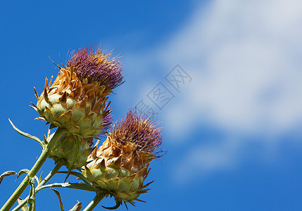 野生Artichoke图片