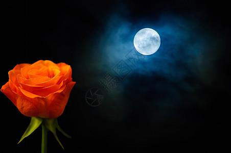 玫瑰和月月背景图片