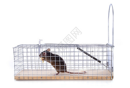 捕鼠器老鼠安全动物工作室野生动物金属陷阱棕色图片