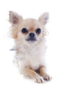 吉瓦华人小狗棕色宠物工作室白色犬类动物伴侣图片