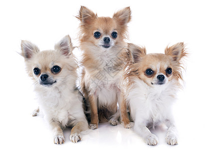 语言类3个吉娃娃动物工作室朋友们伴侣宠物白色犬类团体棕色背景