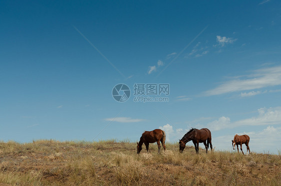 马在荒野中 有匹马图片