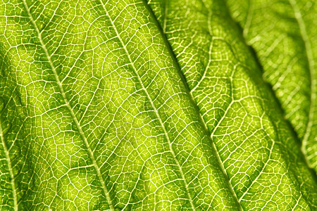绿叶静脉光合作用阳光生活阴影生长绿色异国植物学植物网格图片