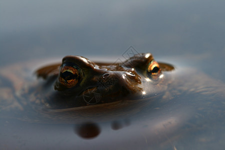 蛤和眼睛棕色重量爬虫青蛙生态宏观林地野生动物白色图片