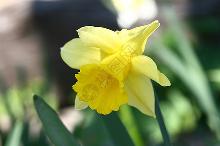 黄色自恋季节花园栽培园艺水仙花水仙植物生长花坛白色图片