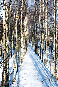 Birch 树场景树木植物树干国家季节桦木农村荒野植物群图片