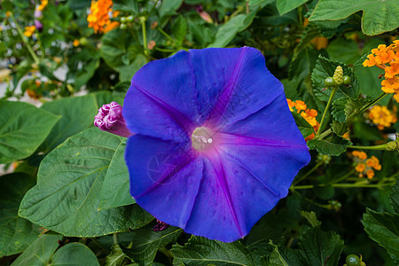 鲜花树叶农村花园花束活力雏菊花店花瓣植物群场地图片