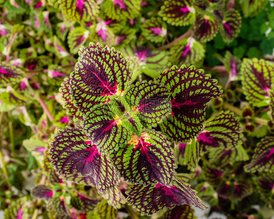 鲜花花束花瓣植物群绿色花园花店叶子农村树叶植物图片