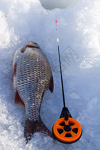 蟑螂和冰渔业海鲜烹饪动物钓鱼淡水食物宏观眼睛图片
