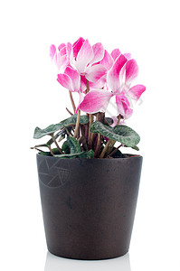 美丽的粉色雪花花花束仙客花瓣园艺植被生长植物群植物牵牛花紫色图片