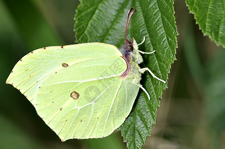 布里斯通蝴蝶绿色荒野植物群季节动物群昆虫叶子图片
