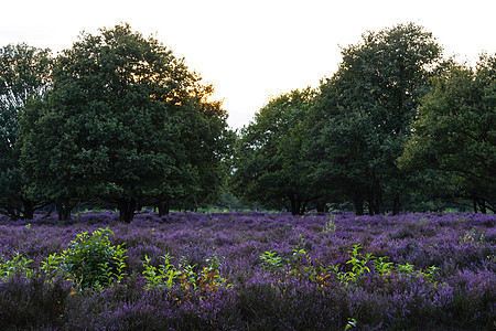 开花的异教徒沼泽地紫色衬套季节花粉花园环境花瓣场地草本植物图片