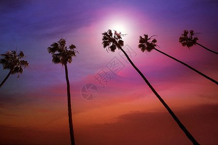 加州棕榈树日落 天空多彩异国海岸树干戏剧性热带蓝色海洋天堂橙子假期图片