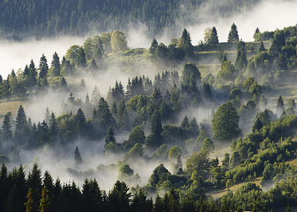 有林雾叶子城市场景气候地形生活木材故事魔法风暴图片