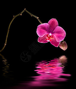 粉红色兰花宏观花瓣粉色植物植物学热带红色异国黑色紫色图片