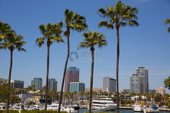 来自港口棕榈树的加利福尼亚长海滩天线海岸海洋海岸线旅行天堂建筑学假期树木海景棕榈图片