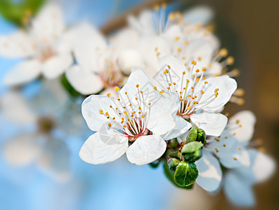 春花花花瓣园艺叶子柔软度植物植物群李子花园天空樱花图片