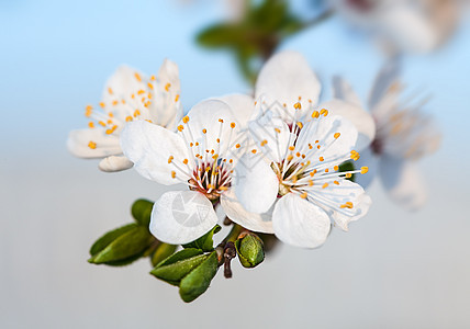 春花花植物樱花投标花瓣天空柔软度压痛李子果园季节图片