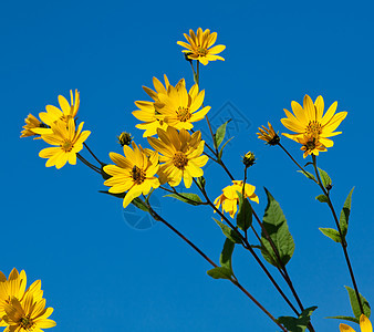耶路撒冷的花环 希利安图斯管子L植物花序块茎向日葵植物群花梗天空宏观食物草本植物图片