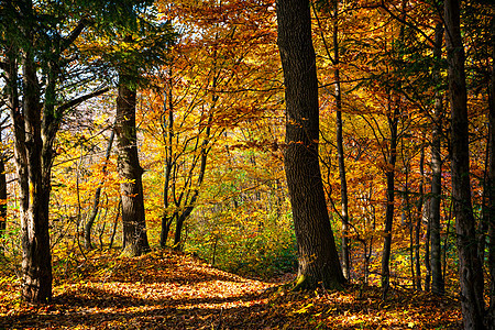 秋天在森林中场景人行道环境公园木头山毛榉太阳风景叶子乡村图片