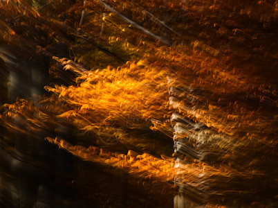 秋林中树木模糊的动画晴天场景农村公园荒野环境国家分支机构季节日光图片
