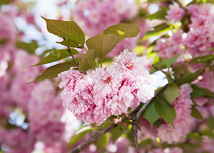 樱花 樱花枝褪色园艺果园柔软度季节花园晴天花瓣植物压痛图片