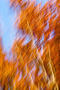 秋林中树木模糊的动画环境太阳森林小路花园运动国家季节树干分支机构图片