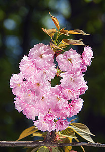 樱花 樱花枝压痛季节晴天园艺植物褪色柔软度花瓣花园植物群图片