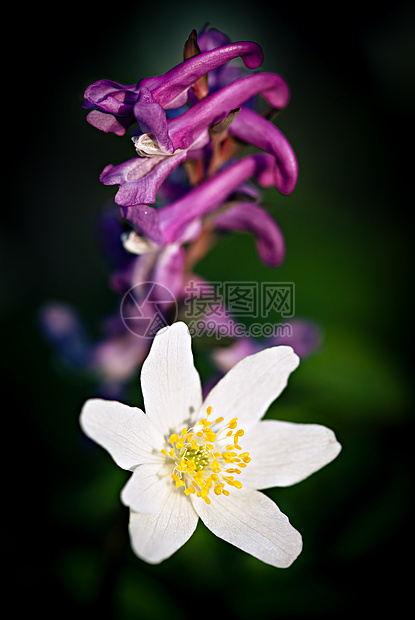 春花花植物城市花瓣蔬菜森林植物学野花绿色公园白色图片