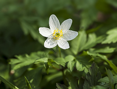 亚尼蒙希维斯特里斯 第一春花草地森林生活花园宏观野花花瓣植物学公园植物图片