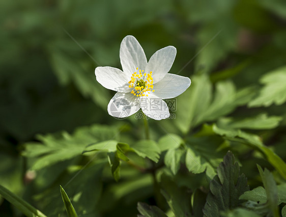 亚尼蒙希维斯特里斯 第一春花草地森林生活花园宏观野花花瓣植物学公园植物图片