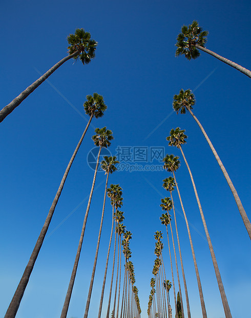 洛杉矶棕榈树 在加州典型的一排蓝色情调海滩海洋旅行异国假期晴天天堂海岸图片