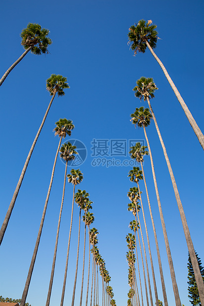 洛杉矶棕榈树 在加州典型的一排天堂假期蓝色异国长廊棕榈天空热带晴天海洋图片