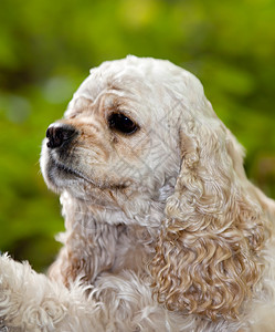 美国1 5年哺乳动物动物猎犬小狗毛皮宠物幸福背景图片