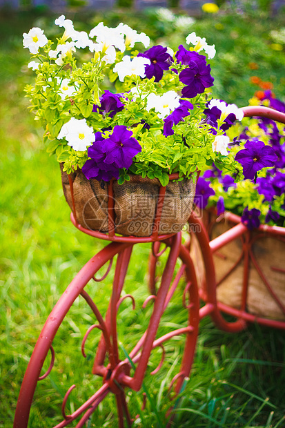 花园中装饰性自行车场地篮子植物紫色植物群花朵蓝色花坛风格公园图片
