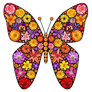 花蝴蝶剪影黄色红色翅膀艺术绘画粉色植物插图曲线绿色图片