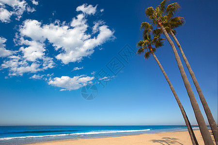 新港海滩 加州棕榈树在岸上晴天运动太阳支撑海滩海岸假期热带异国冲浪图片