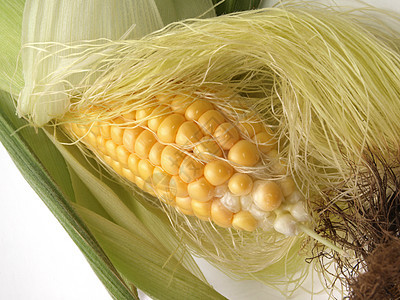 新鲜切的有机甜玉米农场叶子农业食物生产内核蔬菜营养爆米花植物图片