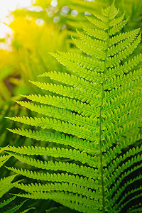 新鲜绿黄叶花园荒野森林植物群生长绿色环境生态植物学阳光图片