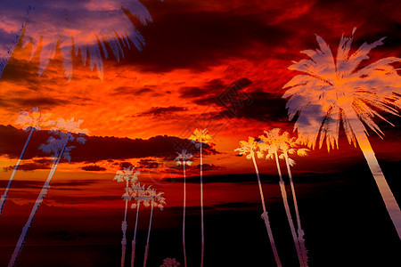 加利福尼亚棕榈树日落天空升起闪光摄影机图片