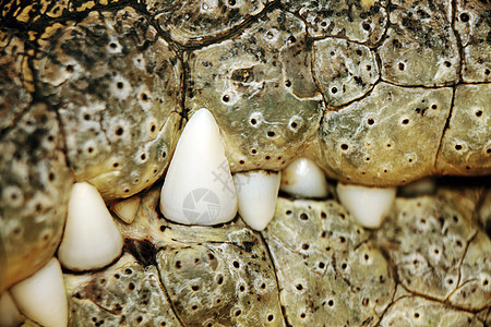 鳄鱼牙和嘴图片