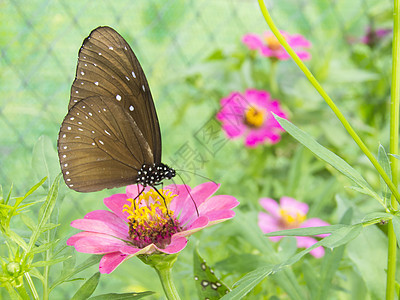 粉色辛尼亚花上的蝴蝶图片