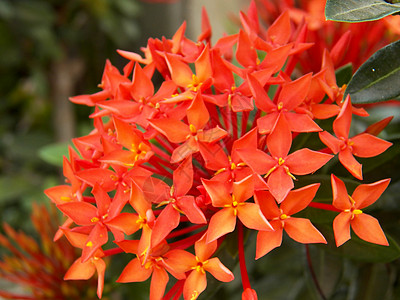 红色的花朵橙子热带树木花园茉莉花火焰植物群植物灌木科技图片